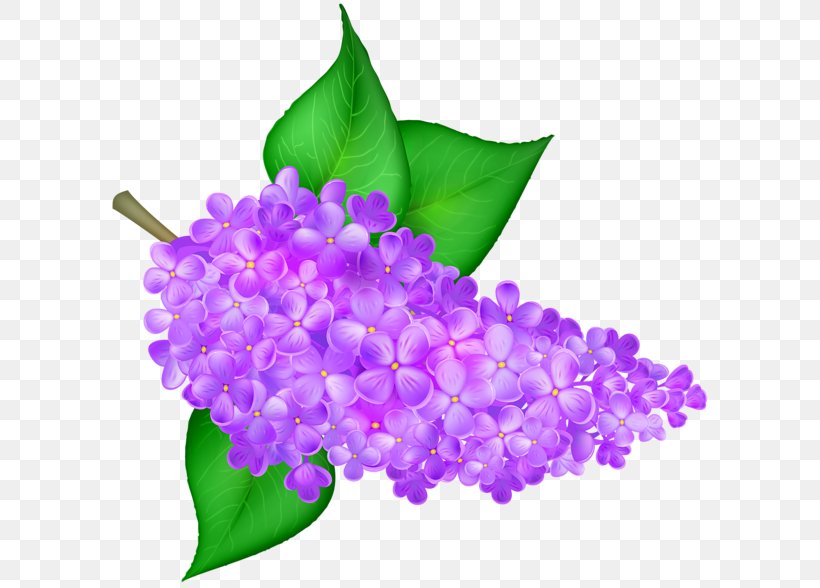 Common Lilac Flower Desktop Wallpaper Clip Art, PNG, 600x588px, Common Lilac, Blog, Color, Floral Design, Flower Download Free