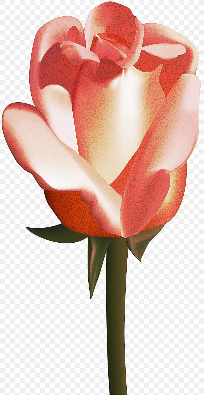 Drawing Of Family, PNG, 1550x3000px, Rose, Alismatales, Anthurium, Cut Flowers, Drawing Download Free