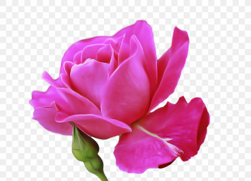 Garden Roses, PNG, 977x705px, Garden Roses, Biology, Bud, Cabbage Rose, Closeup Download Free