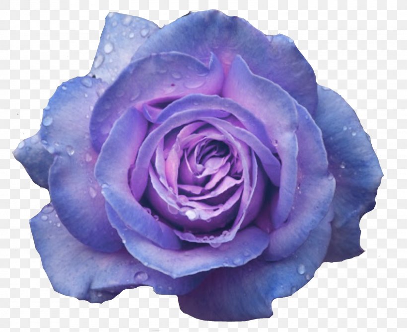Garden Roses Blue Rose Cabbage Rose Desktop Wallpaper Flower, PNG, 1600x1305px, Garden Roses, Blue, Blue Rose, Cabbage Rose, Cut Flowers Download Free