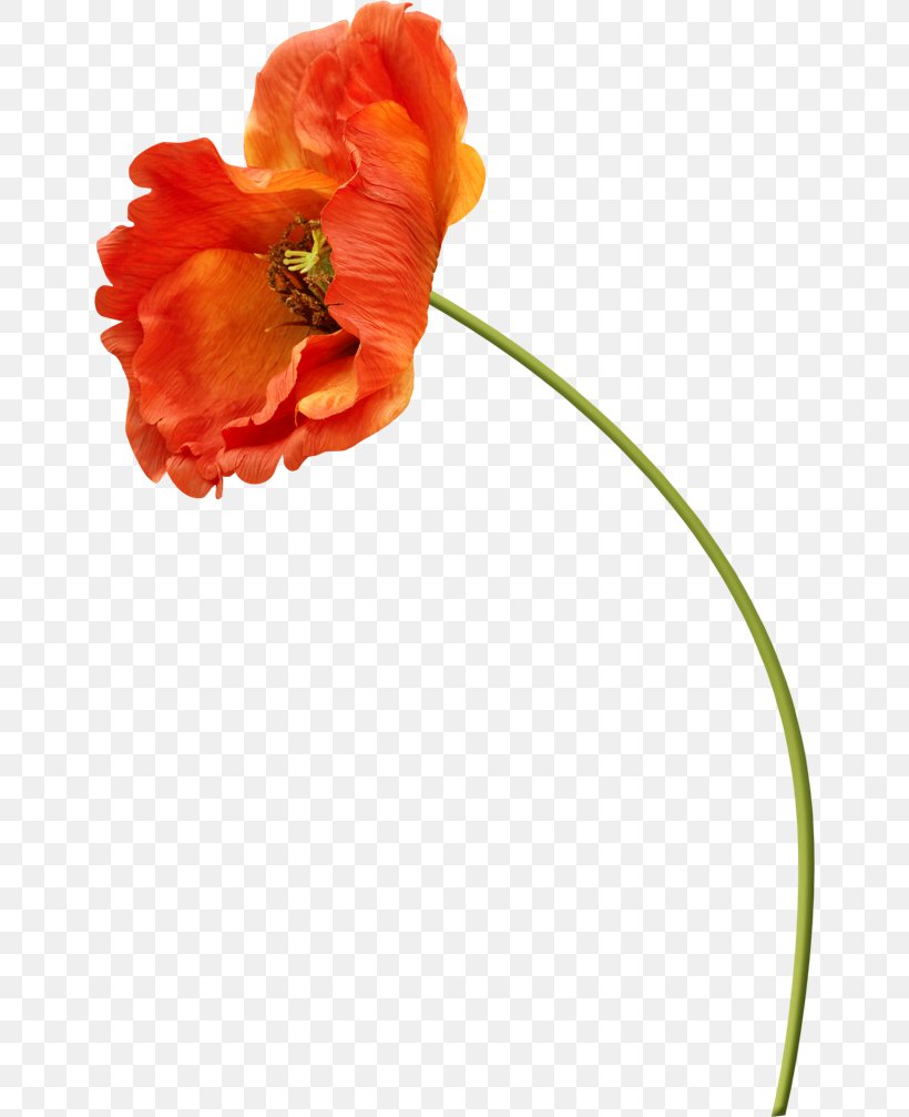 Poppy Flower Clip Art, PNG, 650x1007px, Poppy, Blog, Blogger, Coquelicot, Cut Flowers Download Free