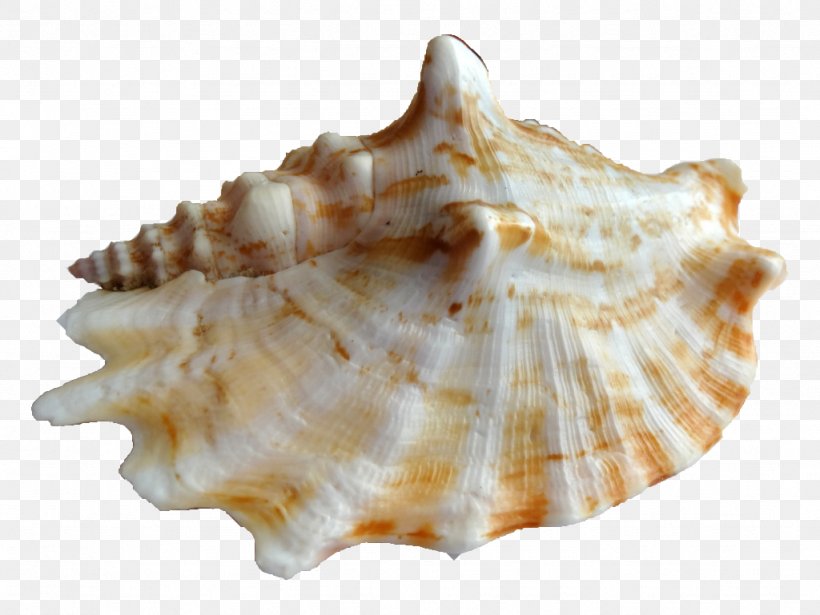 Clam Seashell Cockle Shore La Concha Resort, PNG, 1024x769px, Clam, Beach, Caracola, Clams Oysters Mussels And Scallops, Cockle Download Free