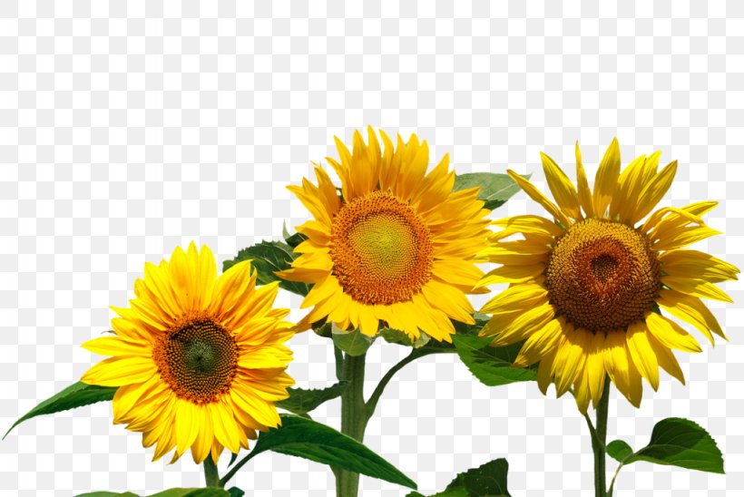 Common Sunflower Flowerevolution: Blooming Into Your Full Potential With The Magic Of Flowers, PNG, 1024x685px, Flower, Antigripal, Common Sunflower, Daisy Family, Flowering Plant Download Free