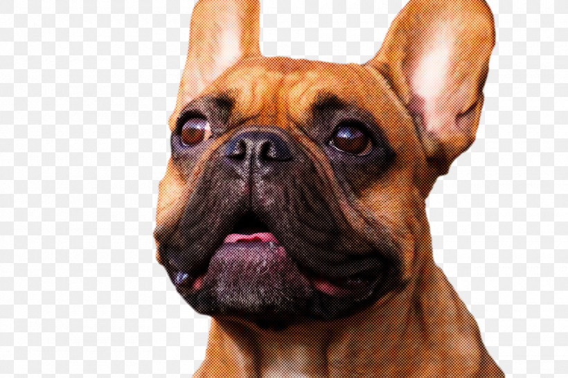 French Bulldog, PNG, 1920x1280px, French Bulldog, Boxer, Breed, Bulldog, Companion Dog Download Free