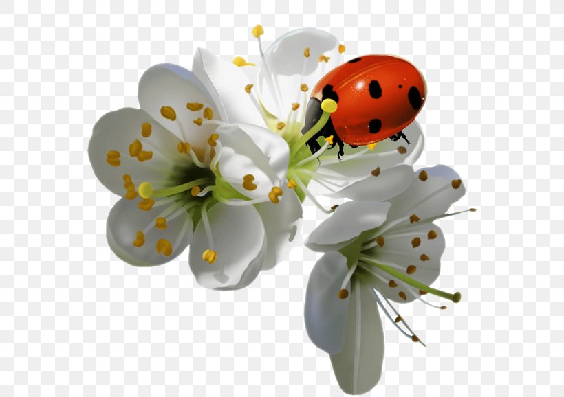 Insect Ladybird Ladybird Flower, PNG, 583x578px, Beetle, Adrien Agreste, Blossom, Coccinella Septempunctata, Cut Flowers Download Free