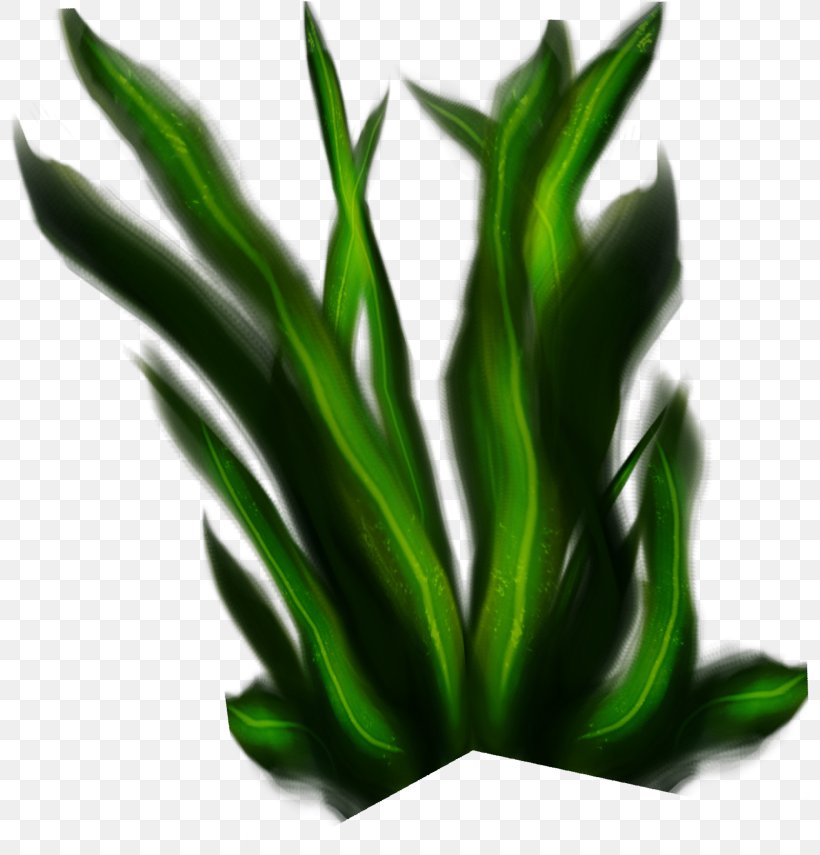 Leaf Plant Stem, PNG, 802x855px, Leaf, Grass, Plant, Plant Stem Download Free