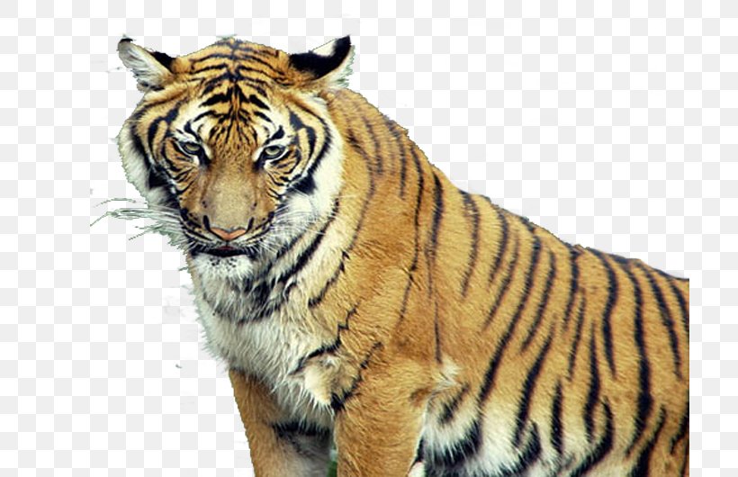 Tiger, PNG, 713x530px, Tiger, Big Cats, Brazilian Social Democracy Party, Carnivoran, Cat Like Mammal Download Free