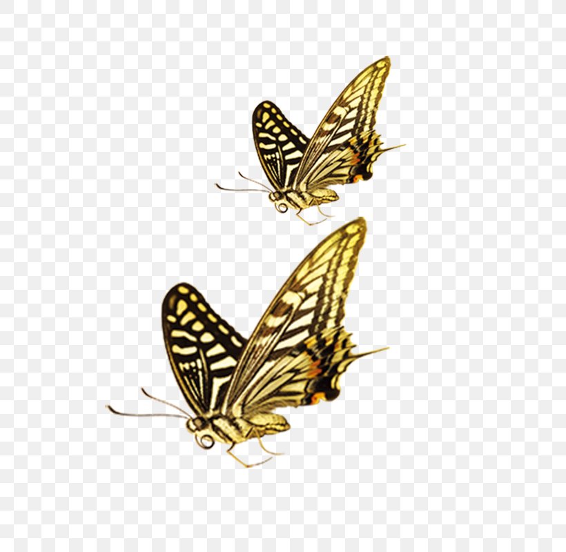 Butterfly Green Yellow Computer File, PNG, 800x800px, Butterfly, Butterflies And Moths, Gratis, Green, Insect Download Free