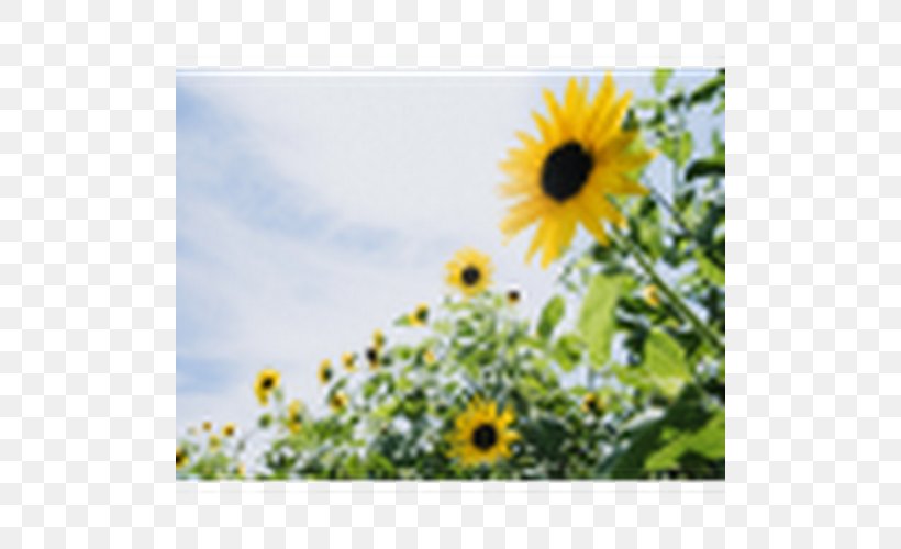 Desktop Wallpaper Image Common Sunflower Light, PNG, 500x500px, Flower, Animated Film, Common Sunflower, Daisy Family, Field Download Free