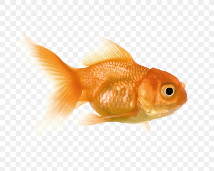Goldfish Feeder Fish Bony Fishes, PNG, 1600x1277px, Goldfish, Bony Fish, Bony Fishes, Color, Fauna Download Free