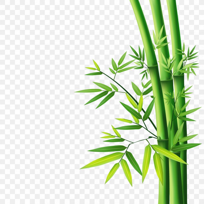Bamboo Wallpaper, PNG, 3307x3307px, Bamboo, Chrysanthemum, Drawing, Four Gentlemen, Grass Download Free