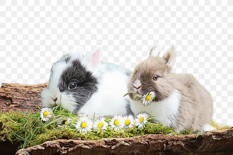 Easter Bunny, PNG, 1920x1282px, Spring, Angora Rabbit, Easter Bunny, Grass, Guinea Pig Download Free