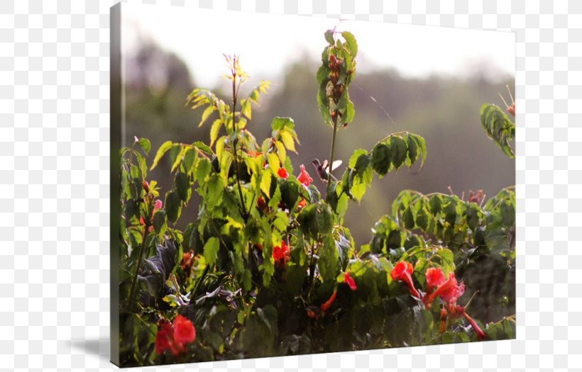 Flowerpot Herb Wildflower, PNG, 650x525px, Flowerpot, Flora, Flower, Herb, Plant Download Free