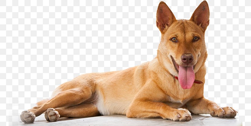 Carolina Dog Indian Pariah Dog Dog Breed Animal Welfare, PNG, 764x414px, Carolina Dog, Animal, Animal Rights, Animal Welfare, Animal Welfare Act Of 1966 Download Free