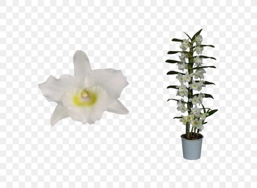 Dendrobium Nobile Flower Orchids Plant Stem, PNG, 600x600px, Dendrobium Nobile, Cornus Alba, Cut Flowers, Dendrobium, Dogwood Download Free