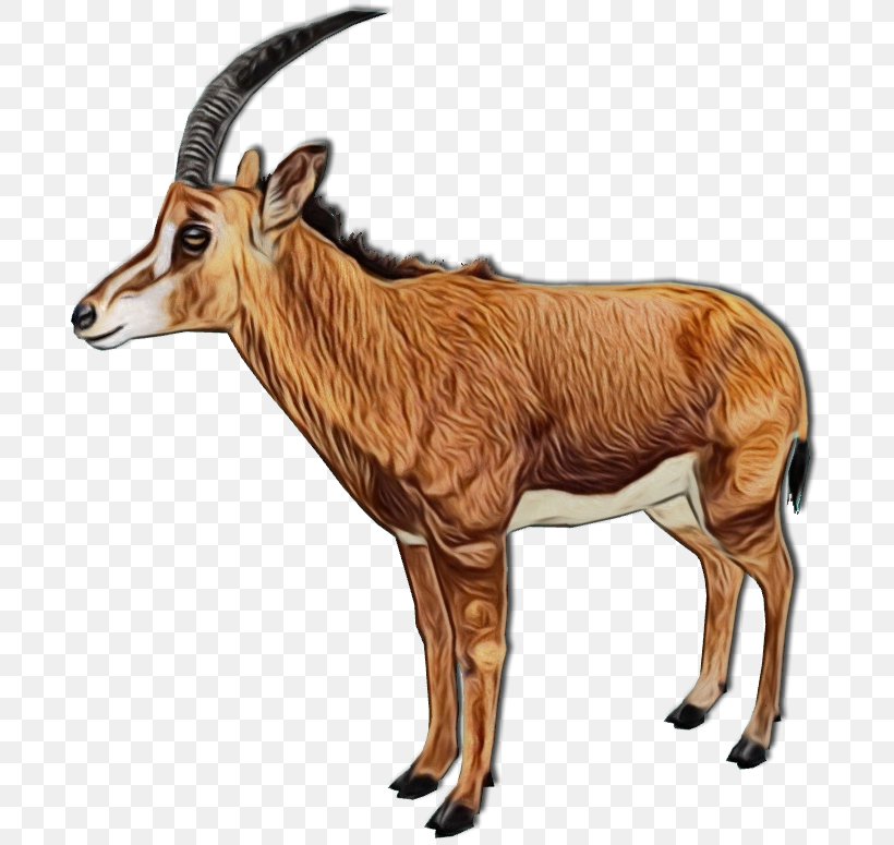 Gemsbok Waterbuck Horn Clip Art Impala, PNG, 699x775px, Gemsbok, Animal, Animal Figure, Antelope, Bongo Download Free