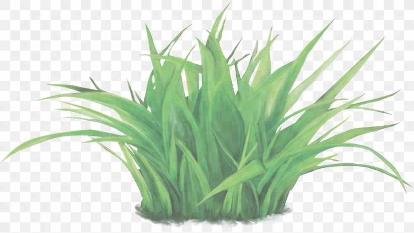 Grass Plant Green Grass Family Chives, PNG, 2059x1160px, Grass, Aquarium Decor, Chives, Flower, Flowering Plant Download Free