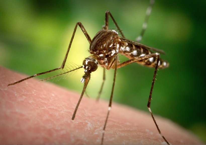 Marsh Mosquitoes Mosquito Control Zika Virus West Nile Fever Proboscis, PNG, 1866x1314px, Marsh Mosquitoes, Ant, Arthropod, Culex Pipiens, Disease Download Free