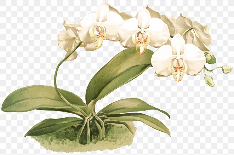 Reichenbachia: Orchids Illustrated And Described Phalaenopsis Amabilis Cut Flowers Cattleya Orchids, PNG, 3600x2382px, Orchids, Botanical Illustration, Cattleya, Cattleya Orchids, Cut Flowers Download Free