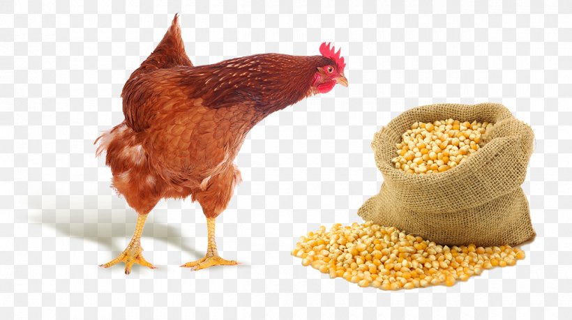 Chicken Duck Poultry Fodder Farm, PNG, 1200x673px, Chicken, Beak, Cattle, Cereal, Company Download Free
