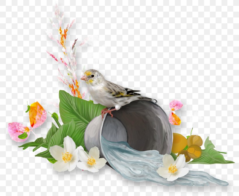 Floral Plant, PNG, 800x674px, Floral Design, Beak, Bird, Cockatiel, Feather Download Free