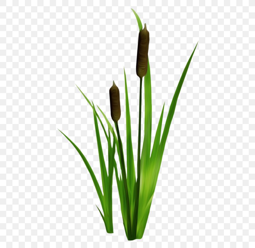 Flower Clip Art, PNG, 563x800px, Flower, Commodity, Drawing, Grass, Grass Family Download Free