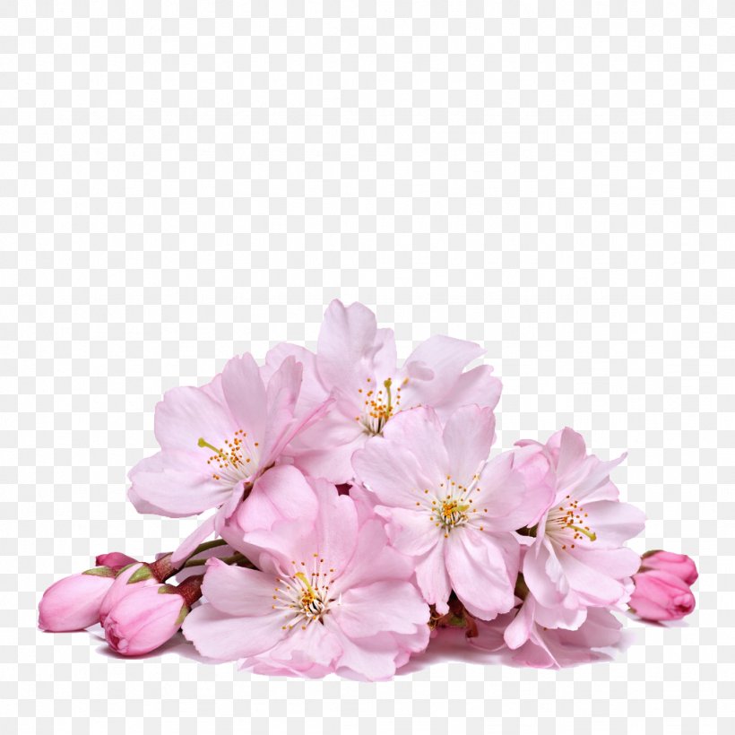 Sakura Flower Png