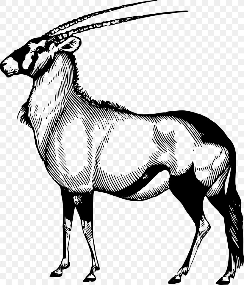 Gemsbok Arabian Oryx Antelope Scimitar Oryx Gazelle, PNG, 2049x2400px, Gemsbok, Antelope, Arabian Oryx, Art, Black And White Download Free