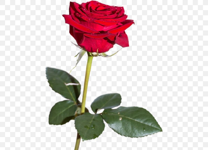 Rose Desktop Wallpaper Flower Red, PNG, 463x591px, Rose, Blossom, China Rose, Cut Flowers, Floribunda Download Free