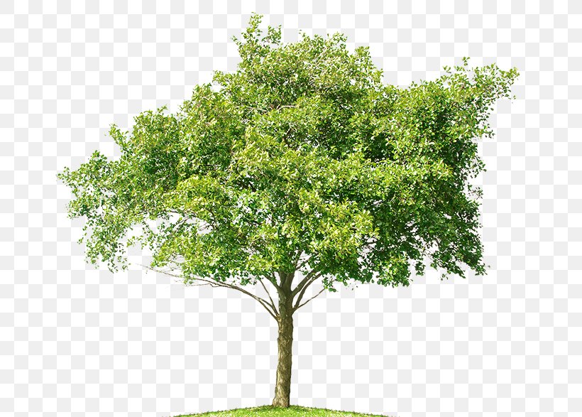 Tree Mangifera Indica Mango Bonsai, PNG, 700x587px, Tree, Bonsai, Bouea Macrophylla, Branch, Drawing Download Free