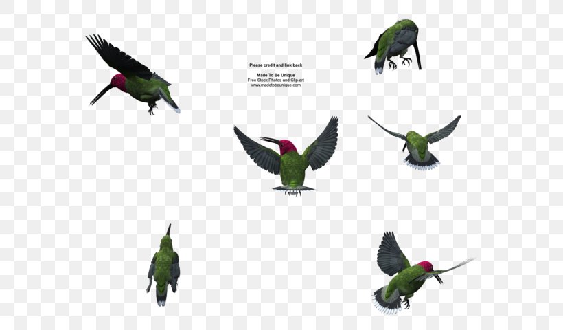 Budgerigar Bird Parakeet Parrot, PNG, 600x480px, Budgerigar, Beak, Bird, Common Pet Parakeet, Fauna Download Free