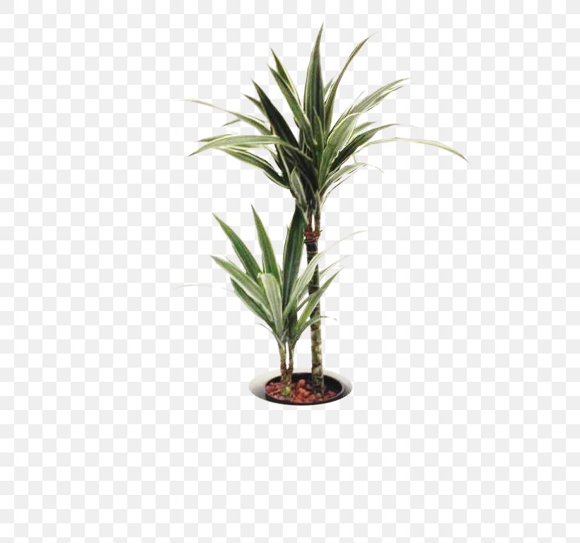 Dragon Tree Dracaena Fragrans Houseplant Arecaceae Flowerpot, PNG, 768x768px, Dragon Tree, Arecaceae, Arecales, Dracaena, Dracaena Fragrans Download Free