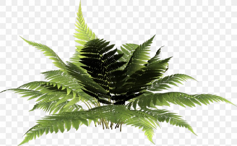 Vascular Plant Fern Kupala Night Clip Art, PNG, 1280x789px, Vascular Plant, Daytime, Fern, Fern Flower, Ferns And Horsetails Download Free