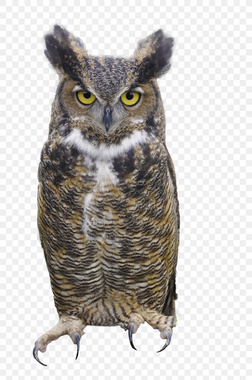 Great Horned Owl Clip Art, PNG, 1024x1542px, Owl, Barred Owl, Beak, Bird, Bird Of Prey Download Free