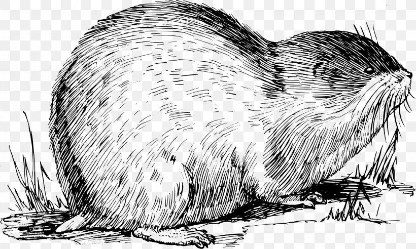 Muskrat Norway Lemming Rodent Drawing, PNG, 2302x1383px, Muskrat, Arctic Lemming, Beaver, Black And White, Carnivoran Download Free