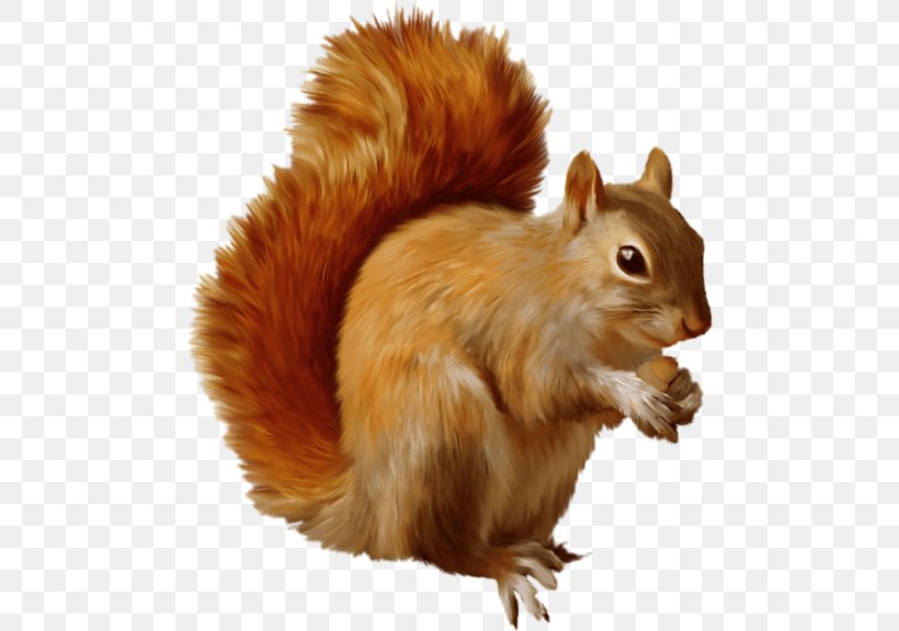 Squirrel Cartoon, PNG, 480x576px, Squirrel, Animal, Eastern Gray Squirrel, Eurasian Red Squirrel, Fawn Download Free