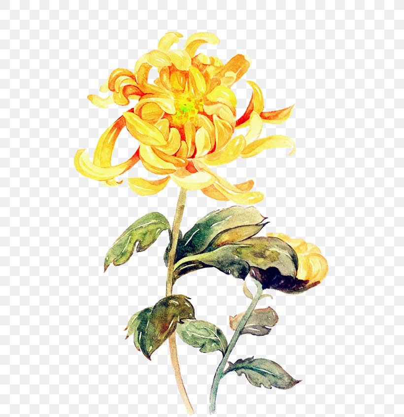 Chrysanthemum ×grandiflorum Double Ninth Festival Flower, PNG, 635x846px, Chrysanthemum Grandiflorum, Chrysanthemum, Chrysanthemum Indicum, Color, Cut Flowers Download Free