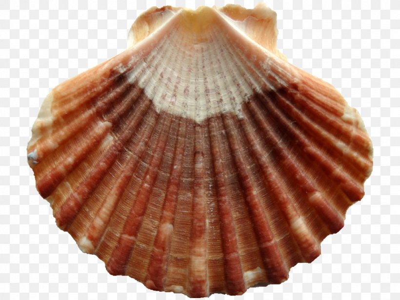 Cockle Pectinidae Clam Seashell Chlamys Varia, PNG, 1024x768px, Cockle, Animal Source Foods, Bivalvia, Chlamys, Chlamys Varia Download Free