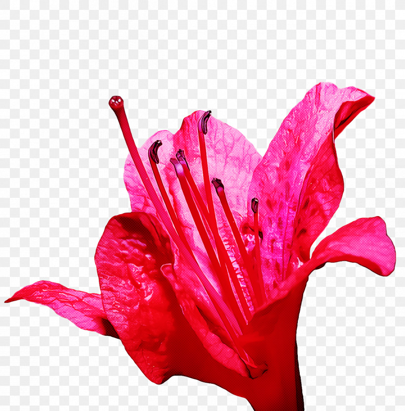 Floral Design, PNG, 1262x1280px, Lily, Cut Flowers, Floral Design, Flower, Flower Bouquet Download Free