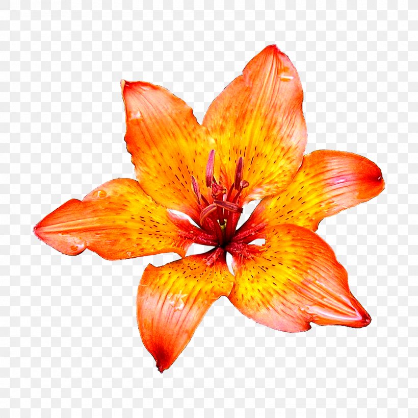 Flower Desktop Wallpaper Lilium Bulbiferum Clip Art, PNG, 1600x1600px, Flower, Amaryllis Belladonna, Blue, Cut Flowers, Daylily Download Free