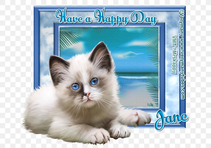 Kitten Ragdoll Birman, PNG, 677x577px, Kitten, Birman, Carnivoran, Cat, Cat Like Mammal Download Free