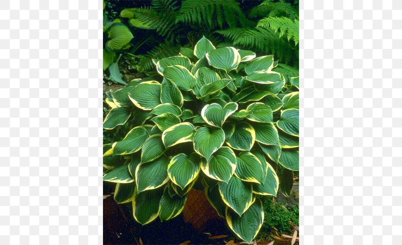 Perennial Plant Leaf Root Herb Terrestrial Plant, PNG, 500x500px, Perennial Plant, Big Ben, Eternal Flame, Evergreen, Groundcover Download Free