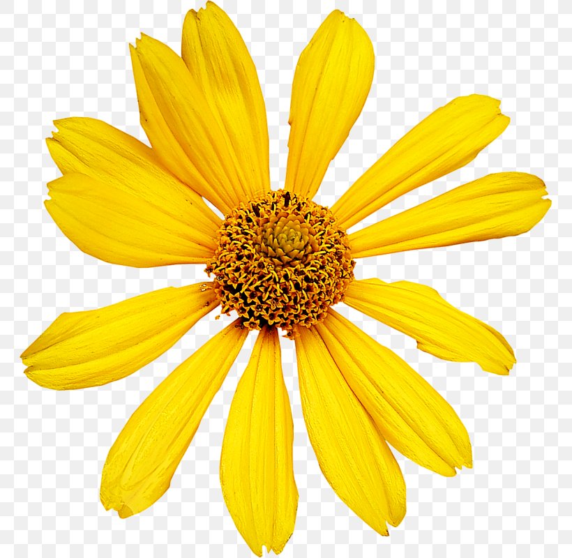 Cut Flowers Petal Transvaal Daisy, PNG, 764x800px, Flower, Chrysanthemum, Chrysanths, Cut Flowers, Daisy Download Free