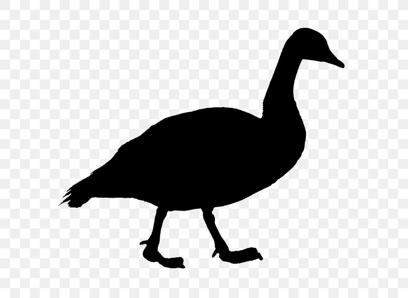 Duck Goose Cygnini Bird Beak, PNG, 600x600px, Duck, Anatidae, Animal, Beak, Bird Download Free
