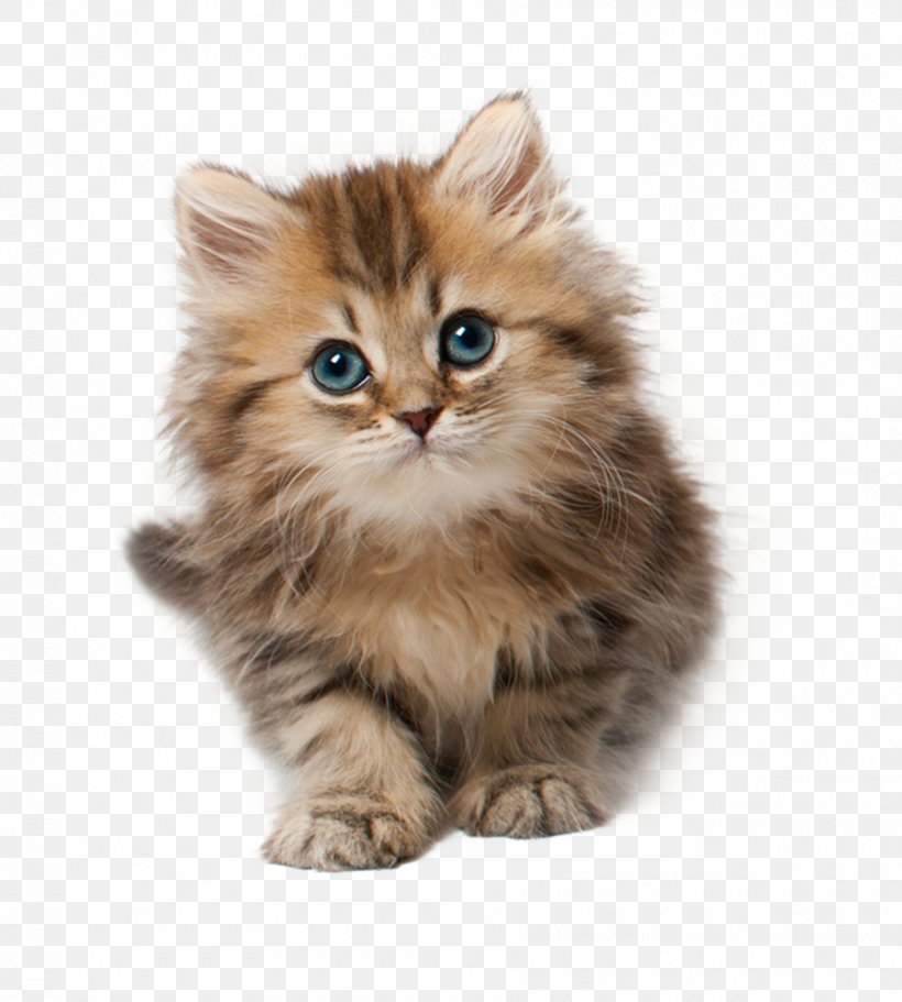 Kitten Cat Desktop Wallpaper Clip Art, PNG, 900x1000px, Kitten, American Curl, Asian, Asian Semi Longhair, British Semi Longhair Download Free