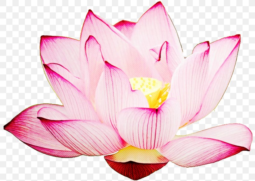 Lotus, PNG, 1024x730px, Petal, Aquatic Plant, Flower, Flowering Plant, Lotus Download Free