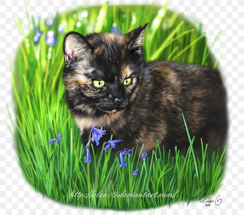 Whiskers Domestic Short-haired Cat Fauna Snout, PNG, 800x720px, Whiskers, Carnivoran, Cat, Cat Like Mammal, Domestic Short Haired Cat Download Free