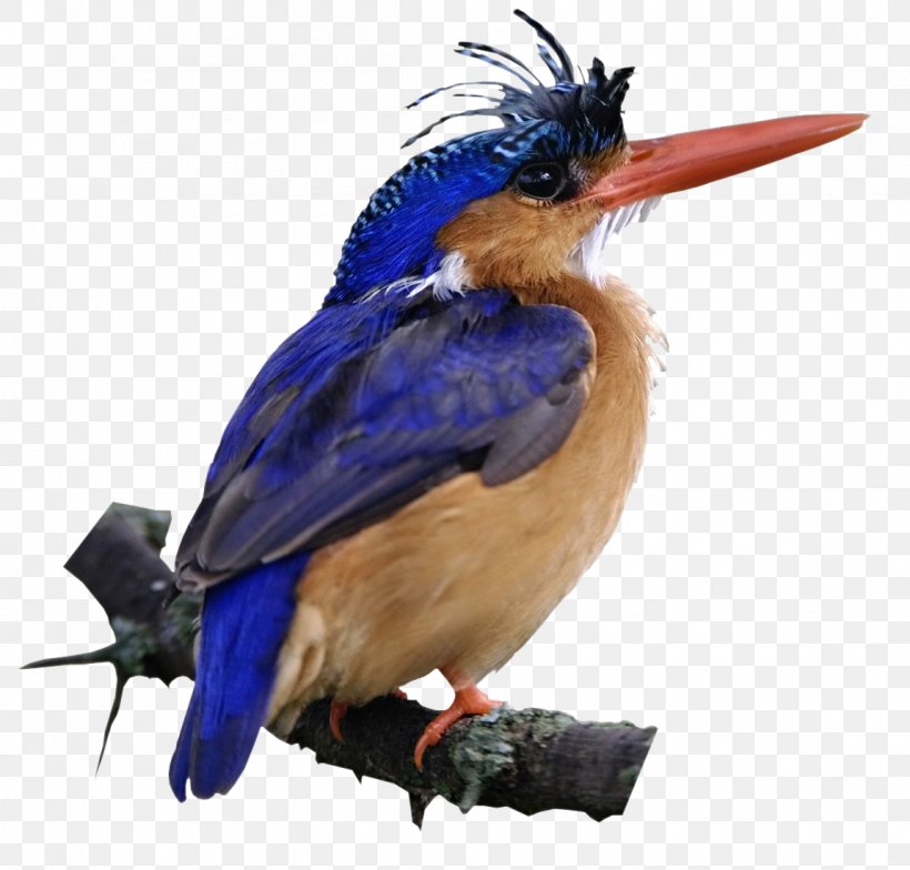 Bird Belted Kingfisher Green Kingfisher Malachite Kingfisher, PNG, 1150x1100px, Bird, Beak, Belted Kingfisher, Blueeared Kingfisher, Common Kingfisher Download Free