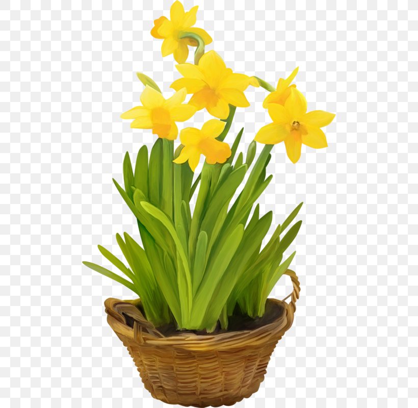 Cut Flowers Daffodil Clip Art, PNG, 498x800px, Flower, Amaryllis Family, Bunchflowered Daffodil, Cut Flowers, Daffodil Download Free