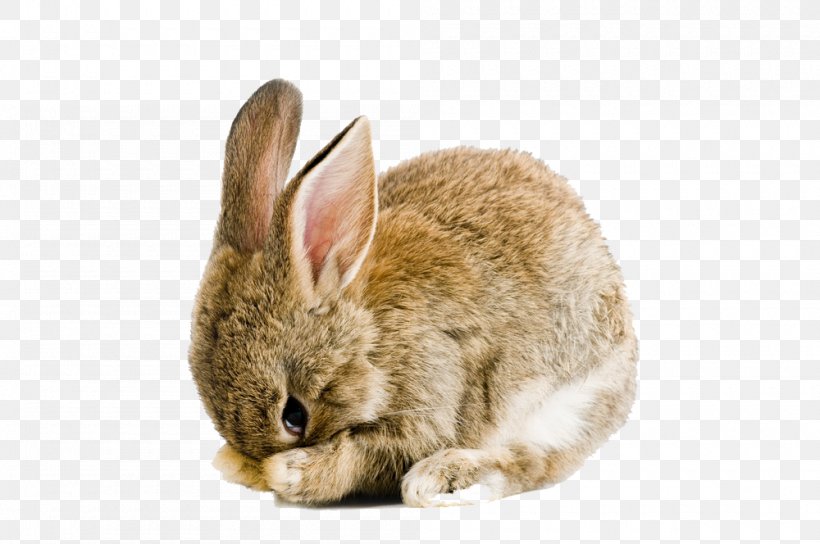 Holland Lop Easter Bunny Cruelty-free Rabbit Snuggle Bunnies, PNG, 1000x664px, Easter Bunny, Angel Bunny, Domestic Rabbit, Fauna, Fur Download Free